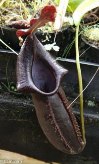 Nepenthes naga Dark.