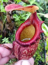 Nepenthes rajah 'Kinabalu Ansow'.