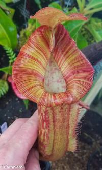 Nepenthes 'Redonkulous', which is *N. (Rokko Exotica x boschiana) x ({Rokko x [fusca X spectabilis]} X trusmadiensis)*.