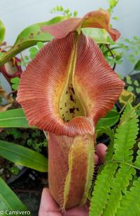 Nepenthes robcantleyi (5 of 5).