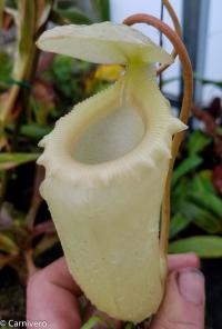 Nepenthes sibuyanensis, upper pitcher.