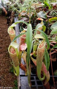 Nepenthes smilesii, BE.