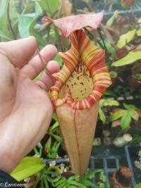 Nepenthes 'Song of Melancholy'.