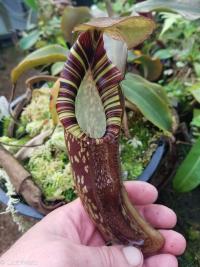 Nepenthes spectabilis, North Sumatra 1.