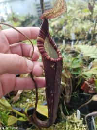 Nepenthes spectabilis, 'Ugly Duckling'-esque.