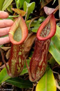 Nepenthes 'Splendid Diana'.