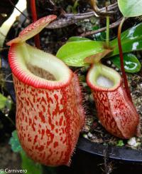 Nepenthes (talangensis x sibuyanensis) x (talangensis x hamata).