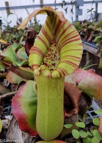 Nepenthes truncata (C).