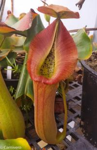 Nepenthes truncata (D) male.