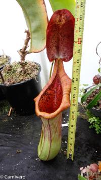 Nepenthes truncata x ephippiata, giant form.