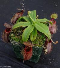 Nepenthes undulatifolia x hamata.