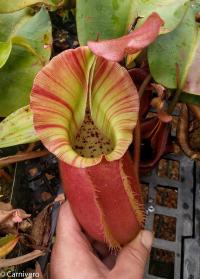 Nepenthes veitchii 'Pink Candy Cane'.