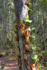 Drew: One of my favourite sites, Nepenthes veitchii from the Maliau Basin. Some of N. veitchii here were climbing 30 feet tall around these trees!
