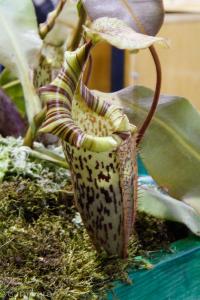 Nepenthes veitchii x platychila (BE 3213).