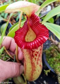 Nepenthes (ventricosa x sibuyanensis) x {[ventricosa x (spathulata x lowii)] x trusmadiensis}.