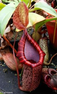 Nepenthes ventricosa x spectabilis OG.