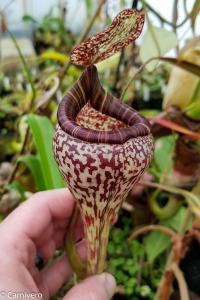 Nepenthes vogelii (1 of 2).