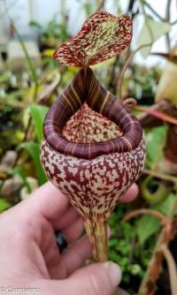 Nepenthes vogelii (2 of 2).