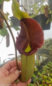 Nepenthes 'Whisper', from Leilani Hapua Nepenthes Nursery.