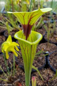 Sarracenia flava var ornata ('Black Veins' x 'PG Gulf Coast').