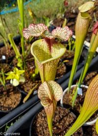 Sarracenia 'Leah Wilkerson'.