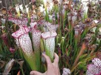 Sarracenia leucophylla 'Drummonds Giant'.