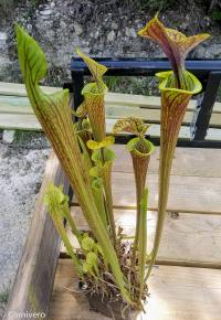 Sarracenia oreophila x flava.