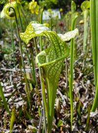 Sarracenia oreophila x leucophylla.