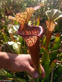 Sarracenia 'Saurus'.