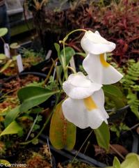 Utricularia alpina.