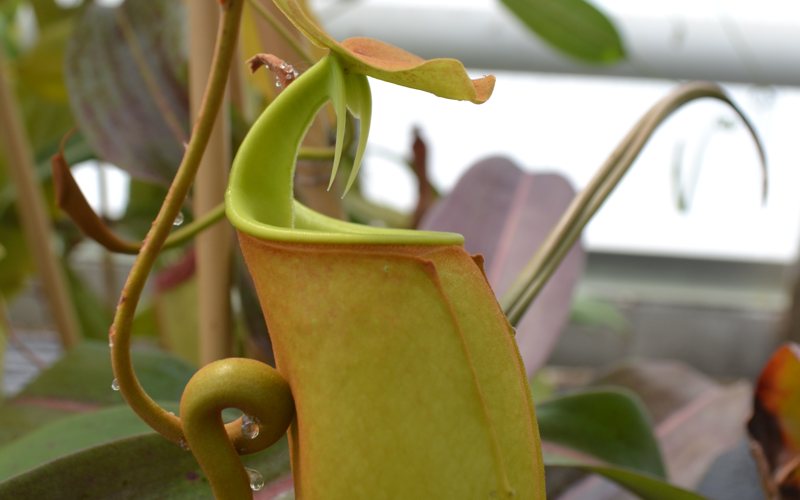 Chester Zoo is home to one of the largest carnivorous plant collections in the UK. Last week I visited the zoo for a tour of their National Plant Collection of Nepenthes.