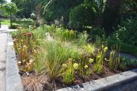 The public Sarracenia bed.