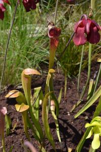 Sarracenia jonesii.