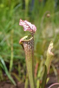 Sarracenia leucophylla.