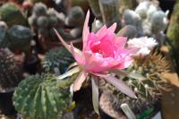 I'm woefully ignorant about cacti species, but many of the specimens in Chester's collection were beautiful.