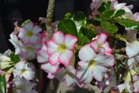 Adenium obesum in bloom, from South Africa.