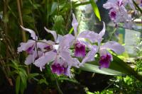 My favourite of the orchid flowers I saw.