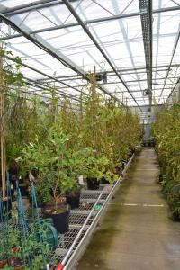 The highland Nepenthes glasshouse.