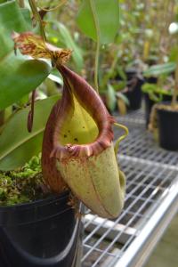 Nepenthes x Tiveyi (N. veitchii 'striped' x N. maxima 'superba').