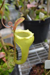 Nepenthes flava.