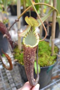 Nepenthes spectabilis (Sinabung).