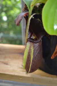 Nepenthes truncata 'black'.