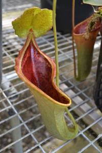 Nepenthes lowii x campanulata.