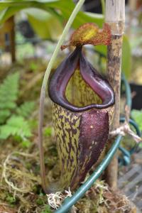 Nepenthes 'Lady Pauline' (N. talangensis x maxima).