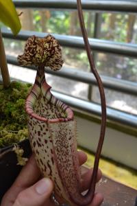 Nepenthes burbidgeae - I really love the red to cream fading of the peristome on this species.