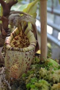 A cream-coloured pitcher on Nepenthes burbidgeae.