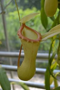 Nepenthes ventricosa 'porcelain'.