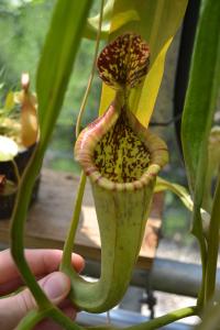 Nepenthes maxima 'dark' x trusmadiensis.