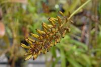 Dozens of the of plants were in flower or setting seed.