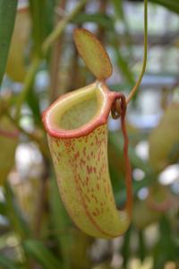 Nepenthes ventricosa x inermis pitcher.